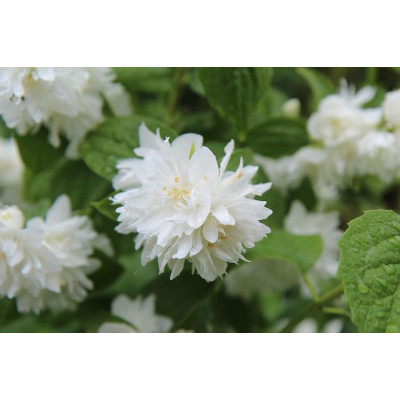 Kameliajasmike (Philadelphus × virginalis) ‘Minnesota snowflake’